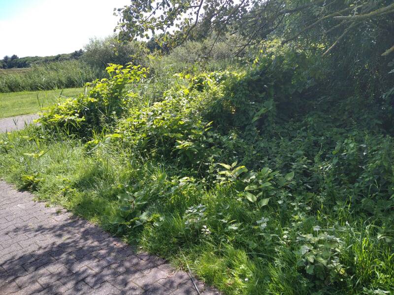 Japanischer Staudenknöterich (Fallopia japonica), Reynoutria japonica,  Polygonum cuspidatum,Kamtschatka-Knöterich oder kurz Japanknöterich ist hier unerwünscht,problematisch, invasiv, eine „Plagepflanze“