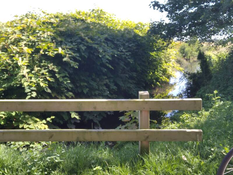 Staudenknöterich, einfach zuviel, es reicht, biete Beratung auf dem Weg den Knöterich loszuwerden