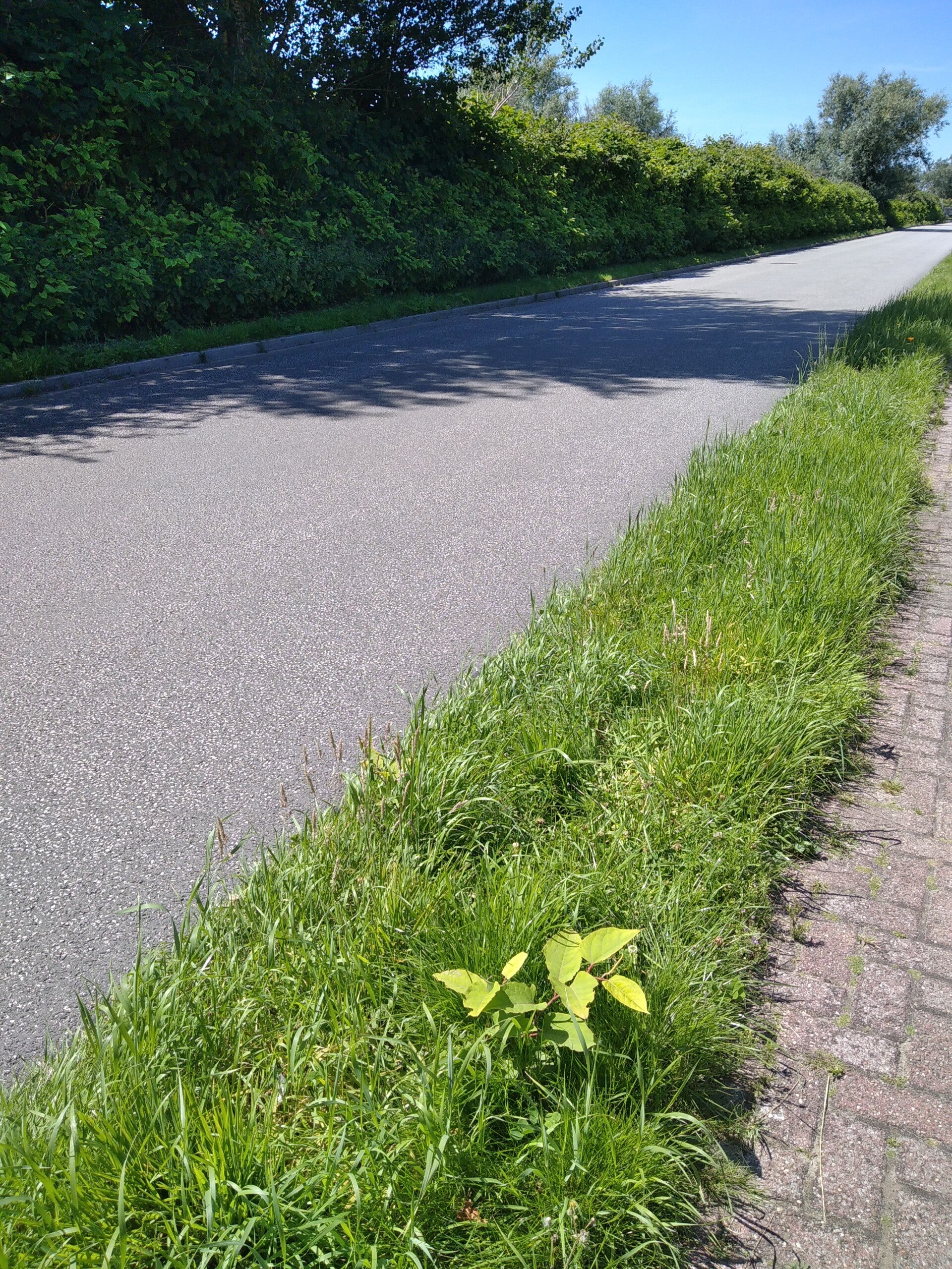 Einjährige Staudenknöterichpflanze, jetzt kann man noch handeln, sie abdecken oder ausgraben, denn das Rhizomnetz ist noch nicht so stark.