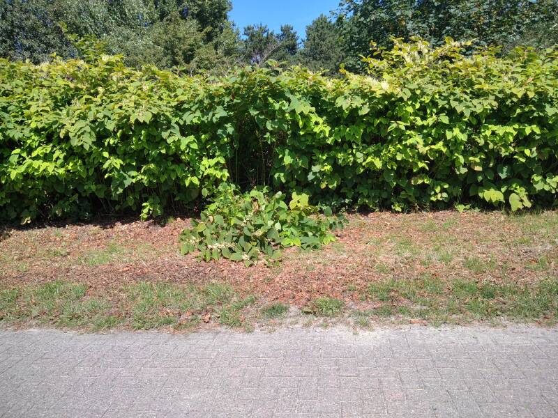 Dominierender Knöterichwald, hier wächst nichts anderes mehr.