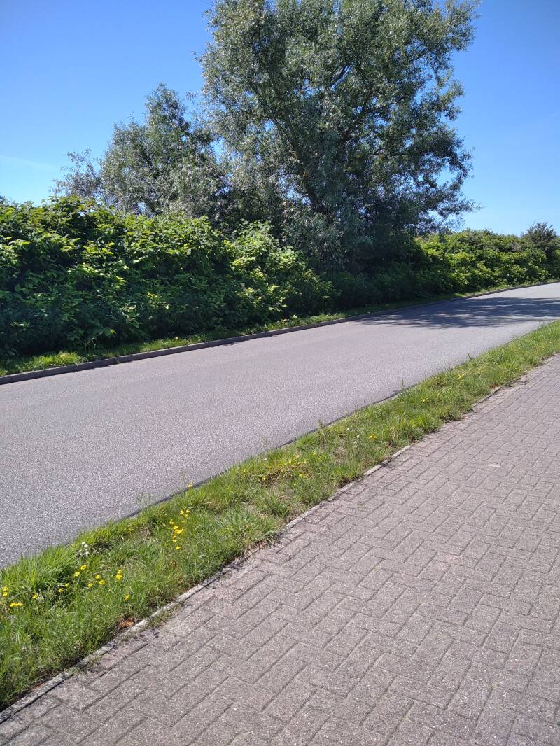 Gesamter Straßenrand links ist von Staudenknöterich befallen.  Gib Knöterich keine Chance! Bekämpfe ihn!