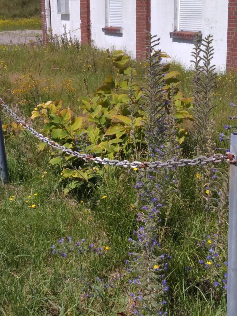 Zweijährige Knöterichpflanze, mehrere Treibe sind ein Hinweis auf den schon gebildeten Wurzelballen