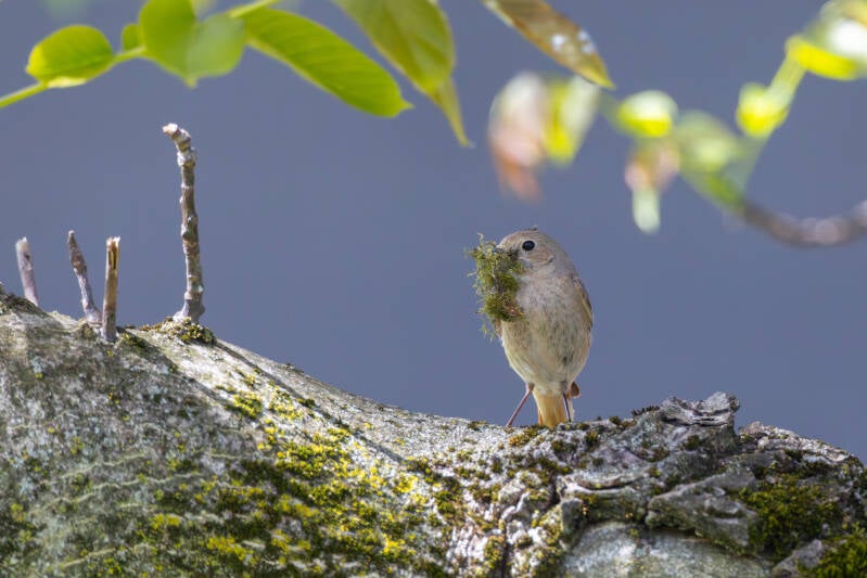 r5ii0359-standard.jpg