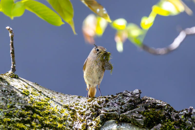 r5ii0363-standard-zhhvi2.jpg