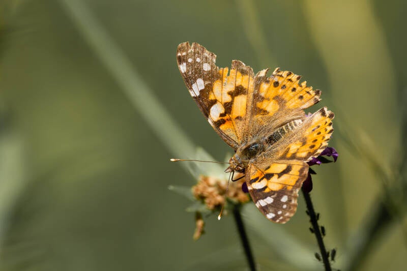 r5ii0412-standard.jpg