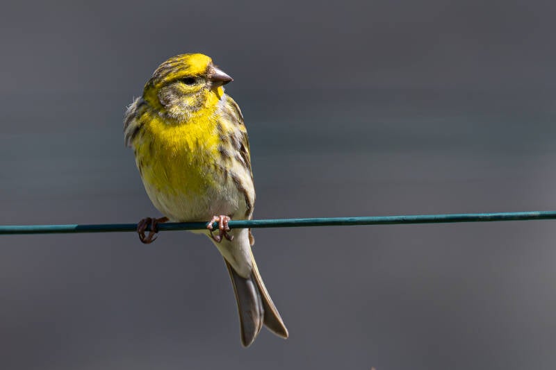 r5ii0581-standard.jpg