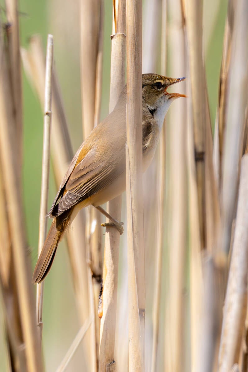r5ii0700-standard.jpg