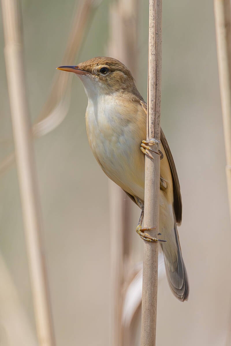 r5ii0893-2-standard.jpg