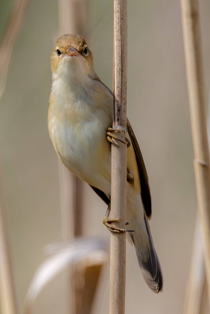 r5ii0942-2-standard.jpg