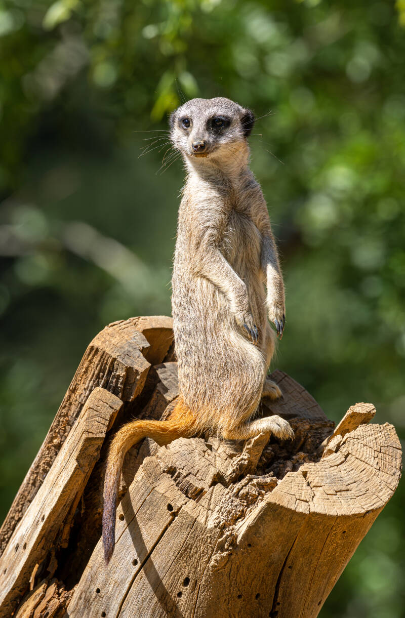 r5ii0944-standard.jpg