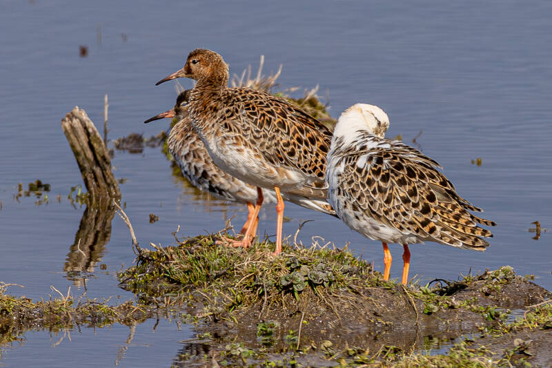 r5ii1202-standard.jpg