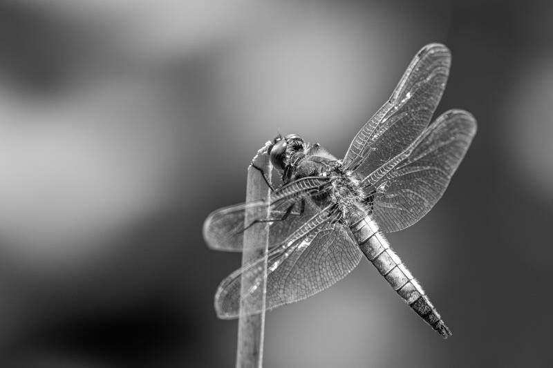 r5ii1367-2-standard.jpg