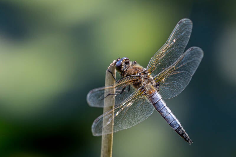 r5ii1367-standard.jpg