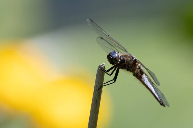 r5ii1388-standard-a9kurc.jpg