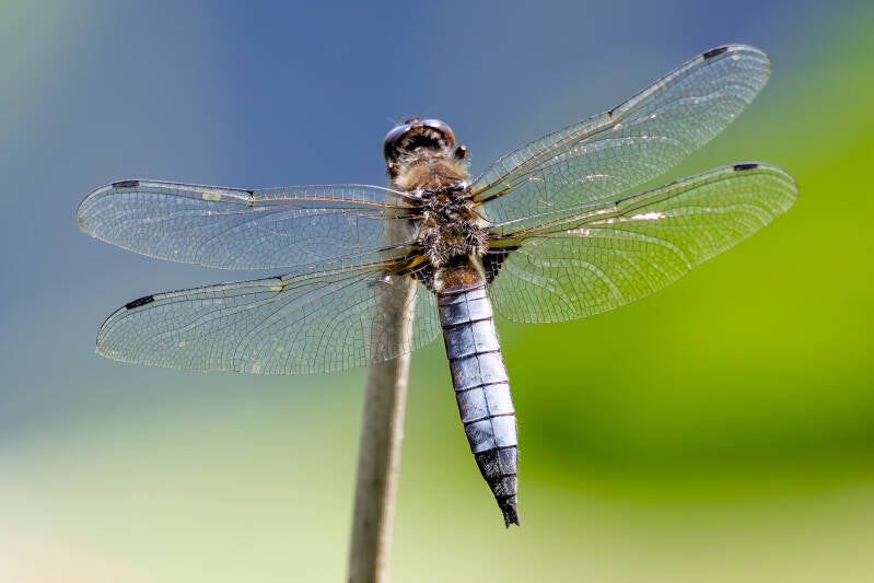 r5ii1424-standard.jpg