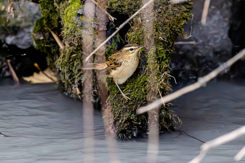 r5ii1444-standard.jpg