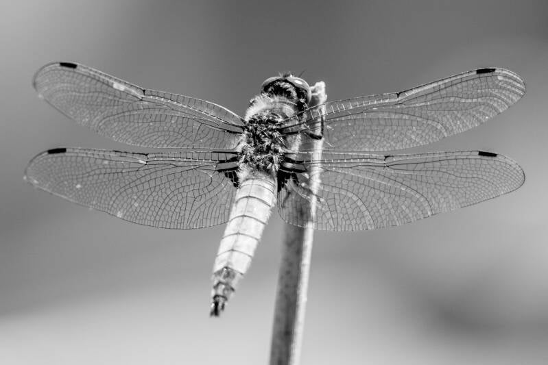 r5ii1469-2-standard.jpg