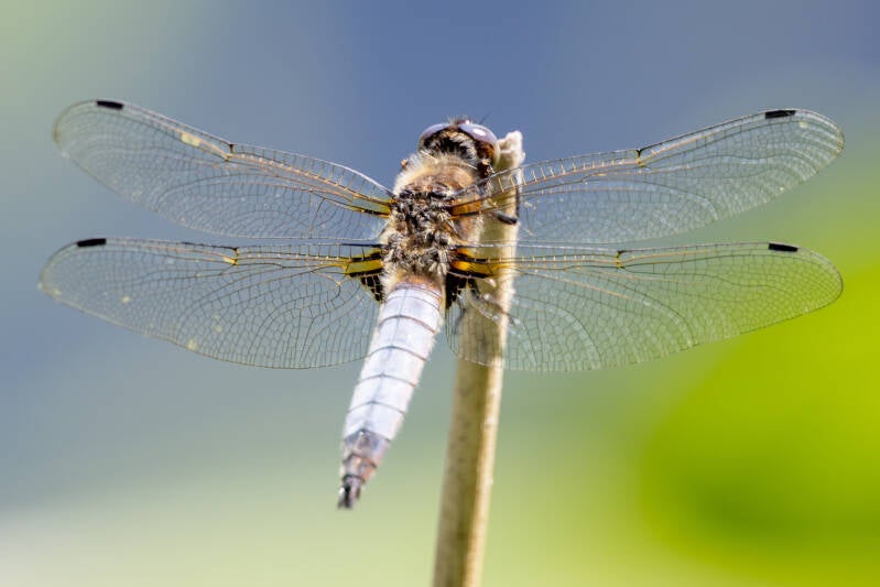 r5ii1469-standard.jpg