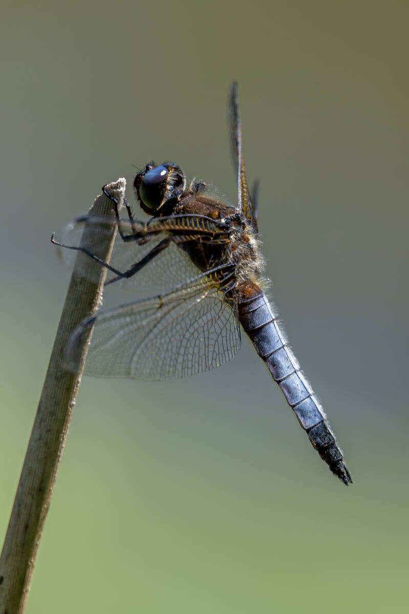 r5ii1500-standard.jpg