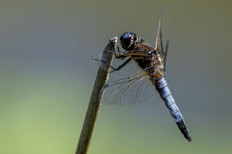 r5ii1519-standard.jpg