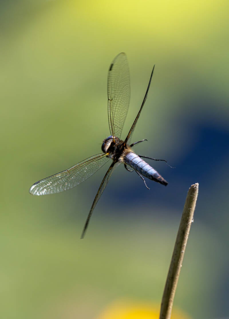 r5ii1630-standard.jpg