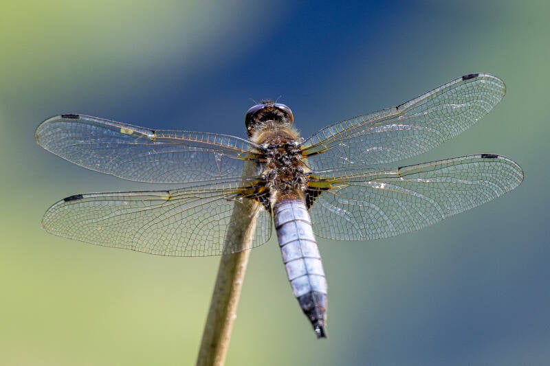 r5ii1646-standard.jpg