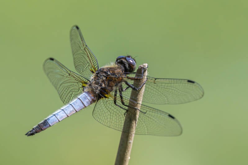 r5ii1733-standard.jpg