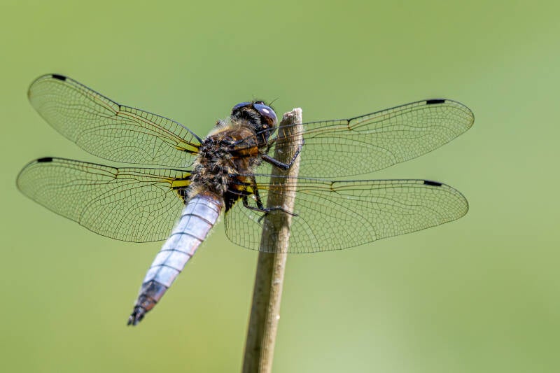 r5ii1783-standard.jpg