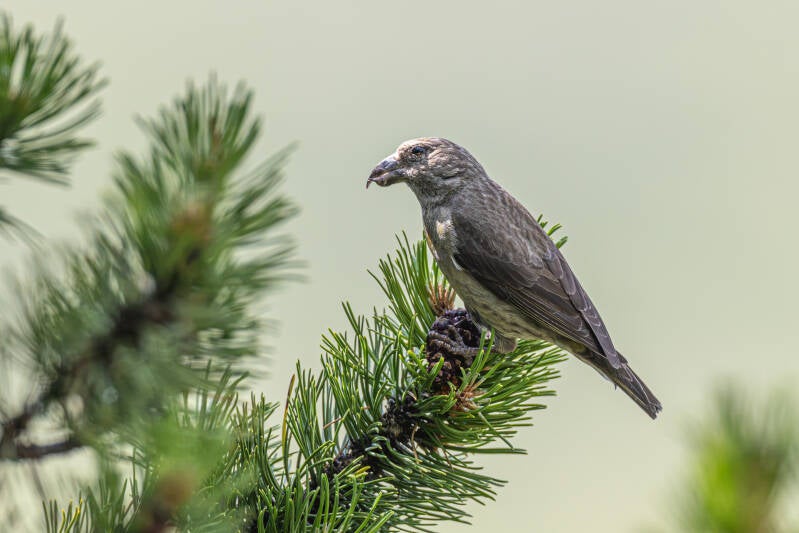 r5ii2637-standard.jpg