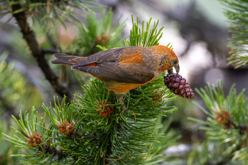 r5ii2705-standard.jpg