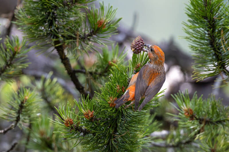 r5ii2707-standard.jpg