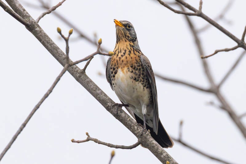 r5ii3945-standard-3qlauf.jpg