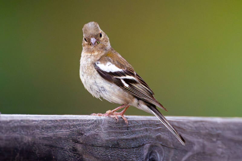 r5ii4354-standard.jpg