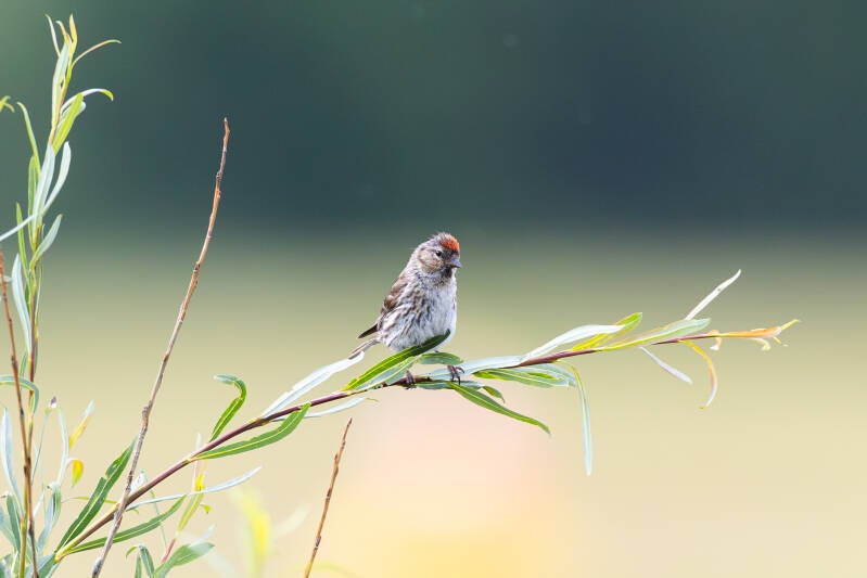 r5ii4622-standard.jpg