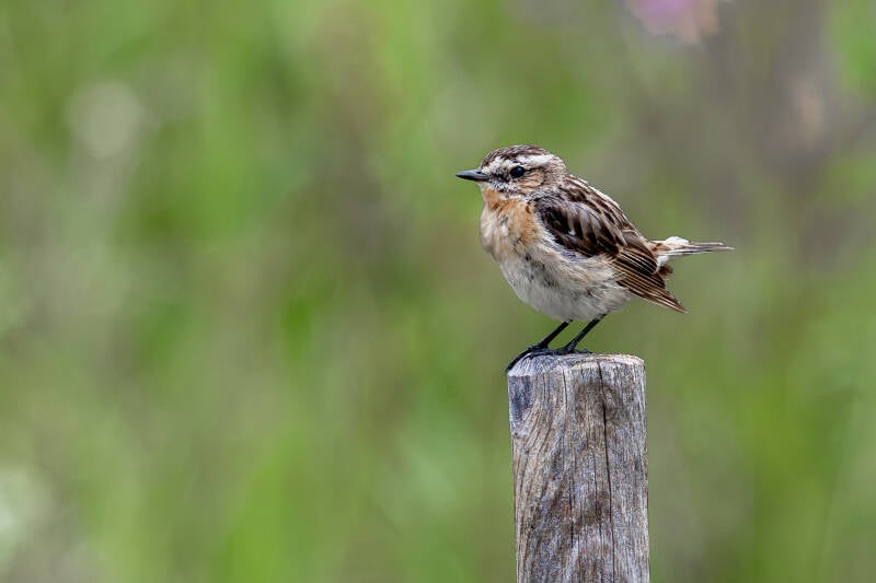 r5ii4799-standard.jpg