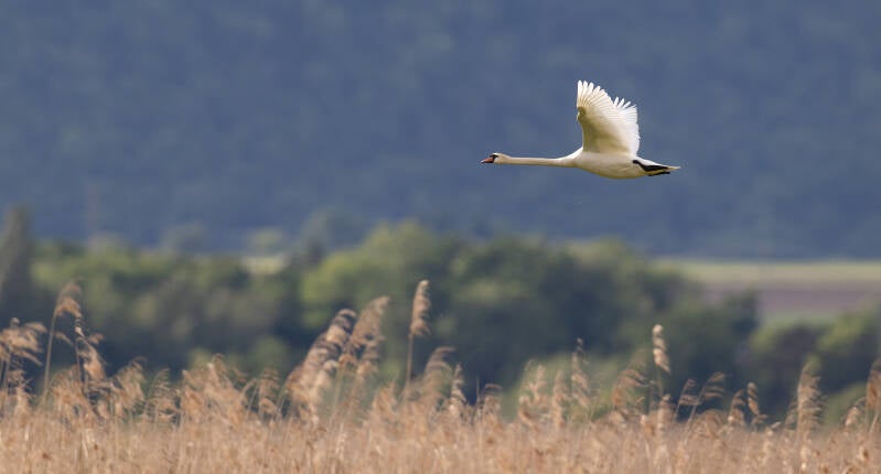r5ii4803-standard.jpg