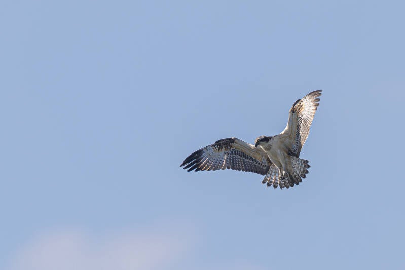 r5ii5776-standard-zn52g7.jpg