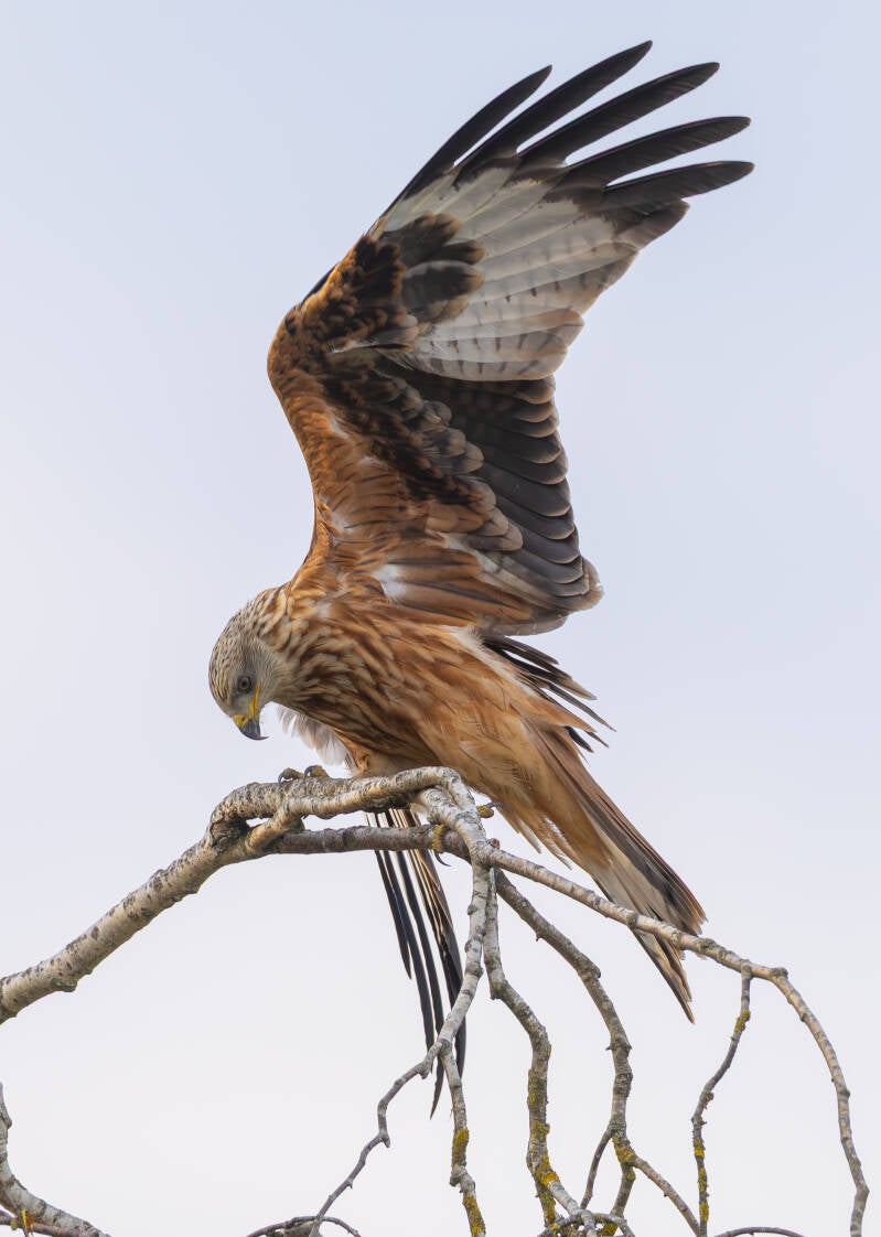 r5ii6071-standard.jpg