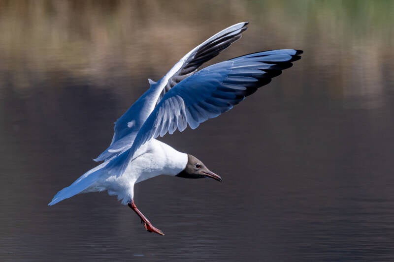 r5ii6078-standard.jpg