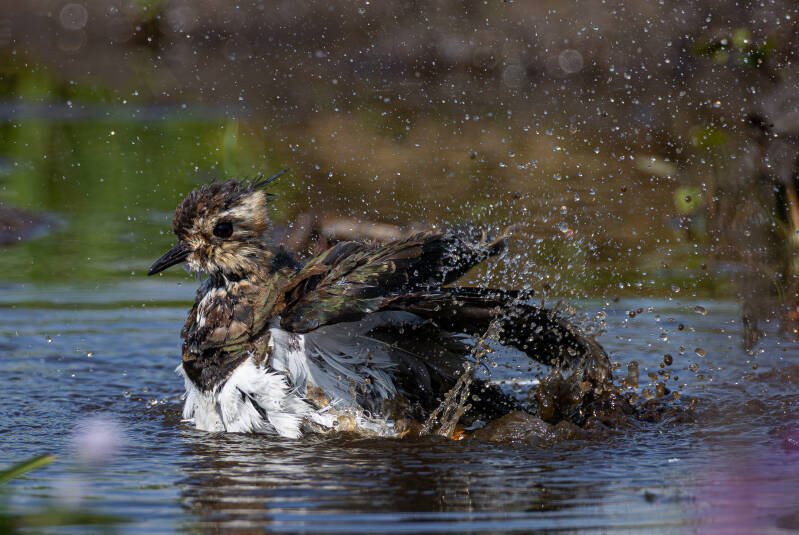 r5ii6479-standard-zq23bp.jpg
