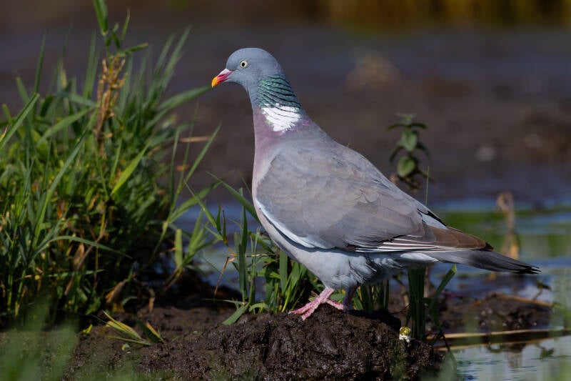 r5ii6632-standard.jpg