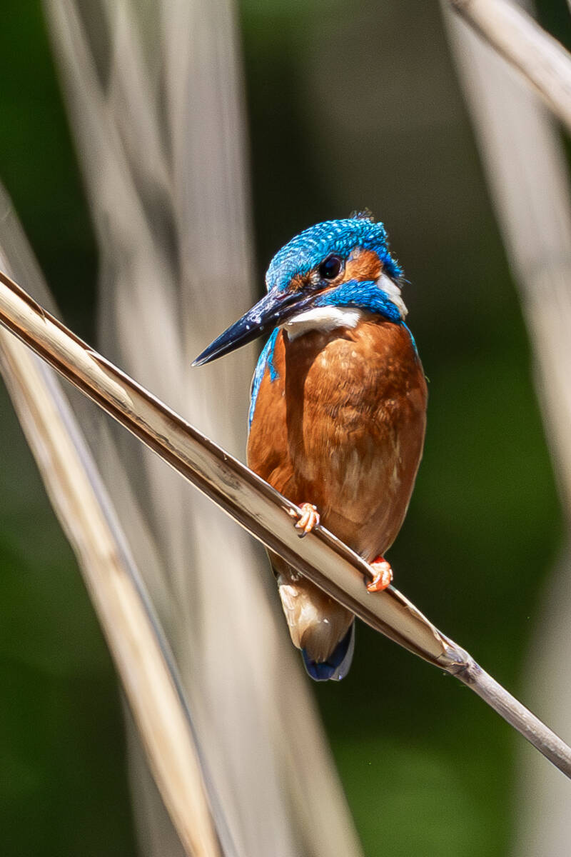 r5ii6720-2-standard.jpg