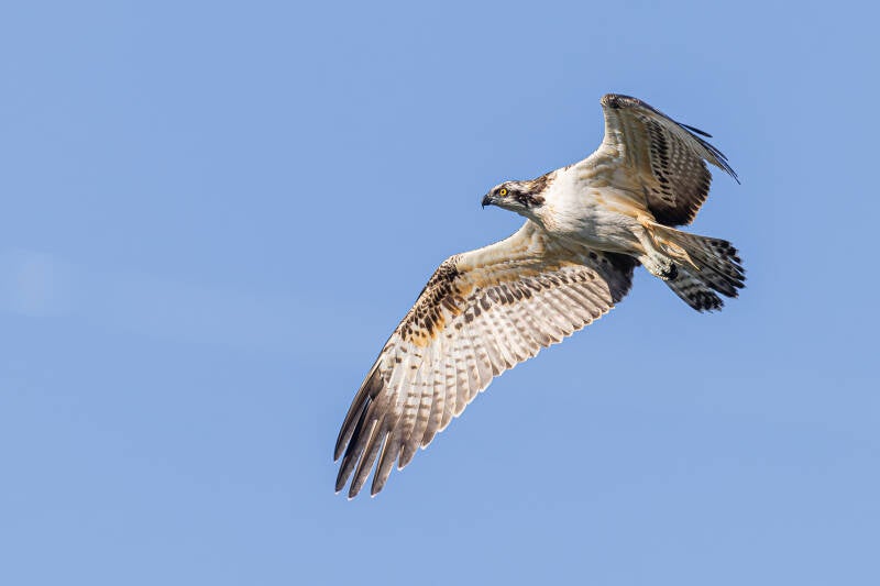r5ii6985-standard.jpg