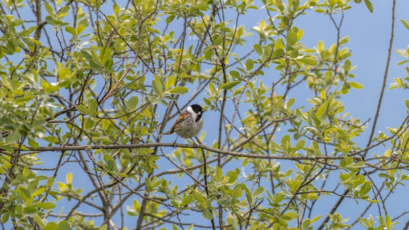 r5ii7383-standard.jpg