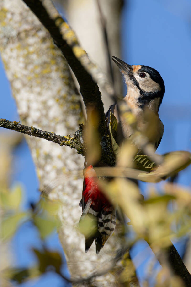 r5ii7754-standard.jpg