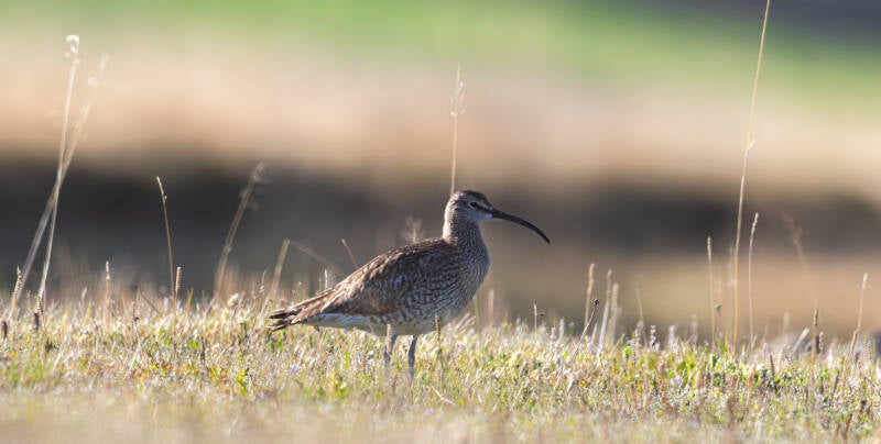 r5ii7921-standard.jpg