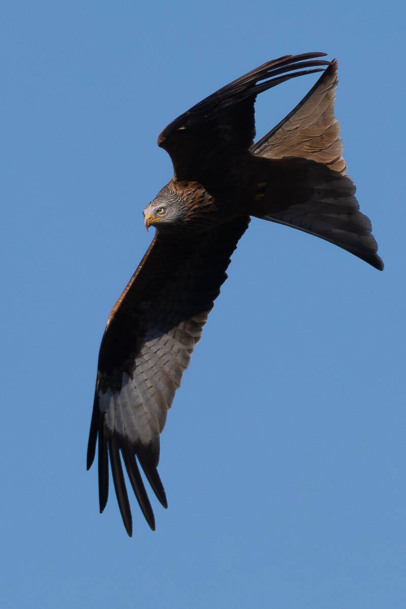 r5ii8280-standard.jpg