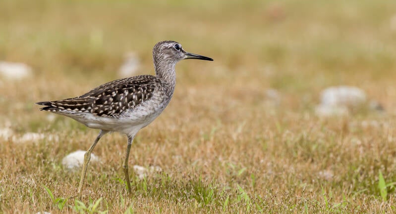 r5ii8364-standard.jpg