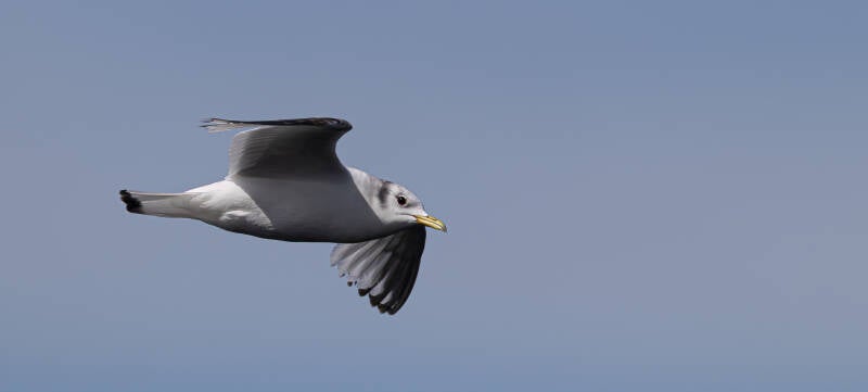 r5ii8561-standard-zgt51h.jpg
