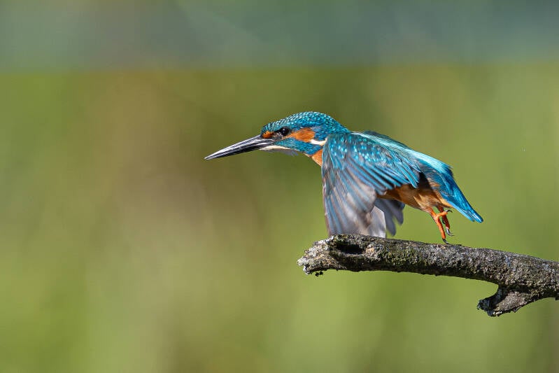 r5ii8609-kopie-standard.jpg